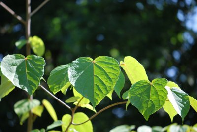 Idesia polycarpa - idesie mnohoplodá - listy